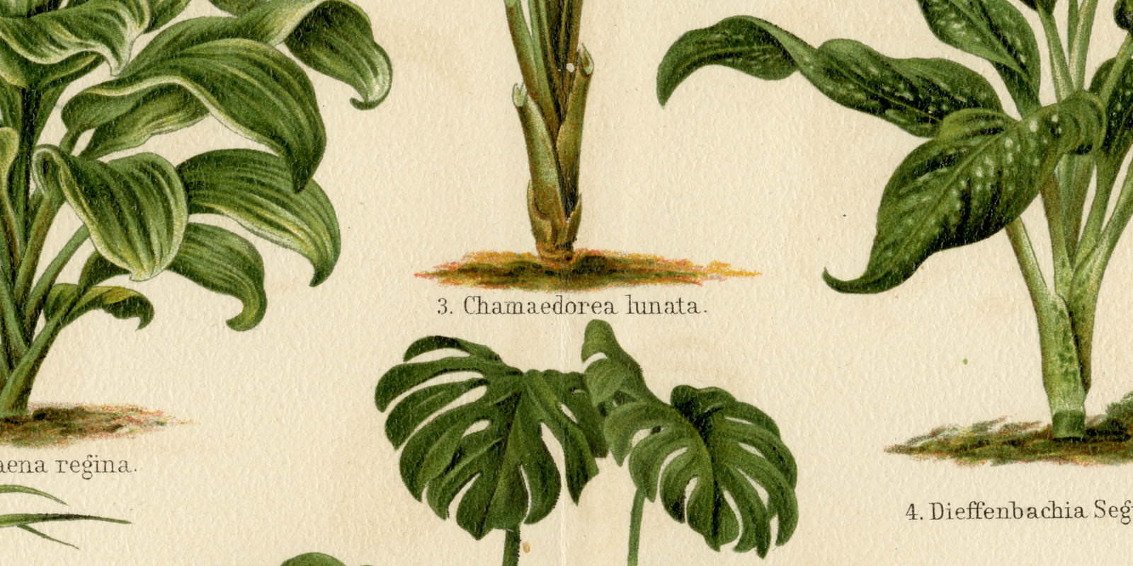 Blattpflanzen I ca 1893 historische Bildtafel Chromolithographie