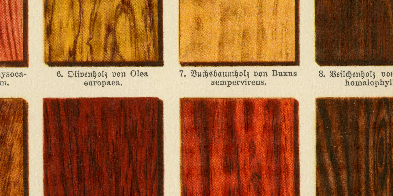 Nutzhölzer ca 1928 historische Bildtafel Chromotypie