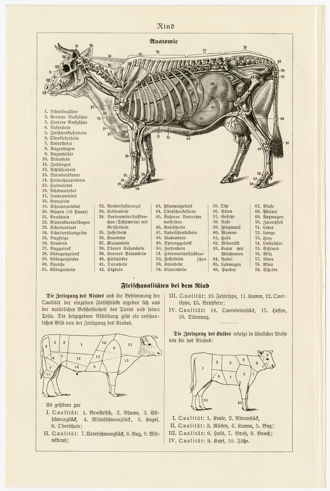 Rinder ca 1929 historische Bildtafel Autotypie