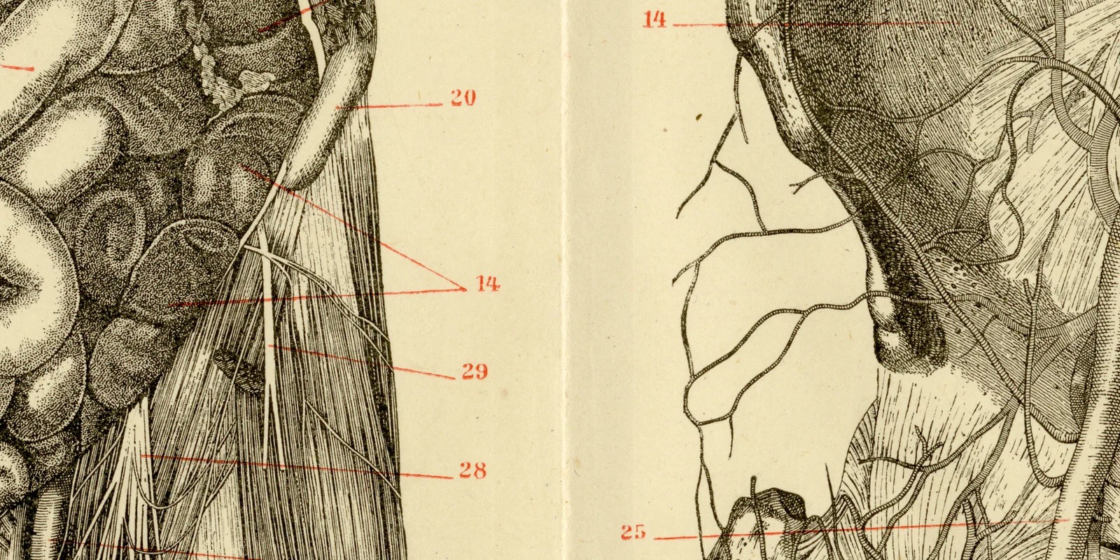 Baucheingeweide des Menschen ca 1882 historische Grafik Holzstich