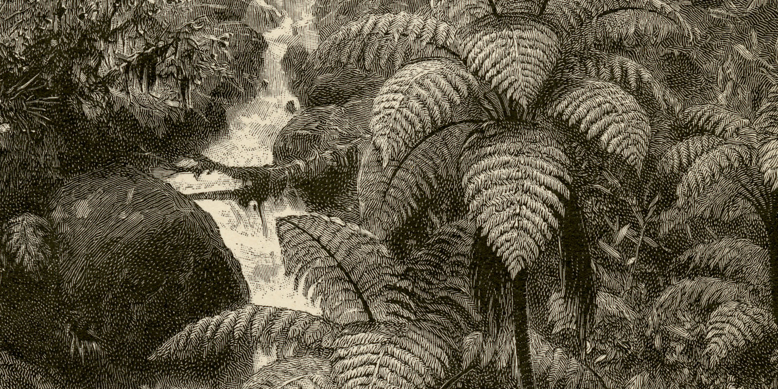 Baumfarne auf Ceylon historische Bildtafel Holzstich ca 1896