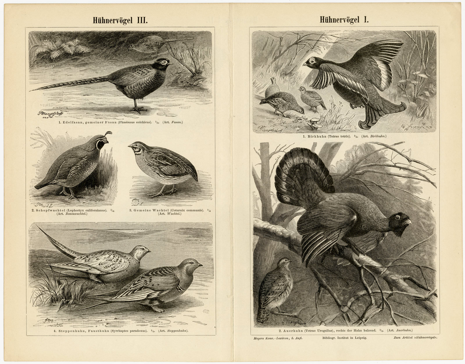 Hühnervögel I - III ca 1895 historische Bildtafel Chromolithographie