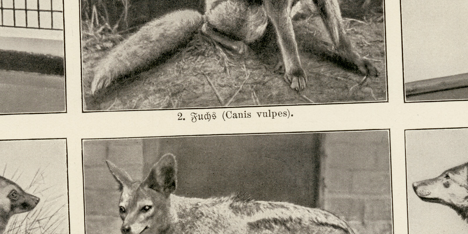 Hunde ca 1927 historische Bildtafel Autotypie