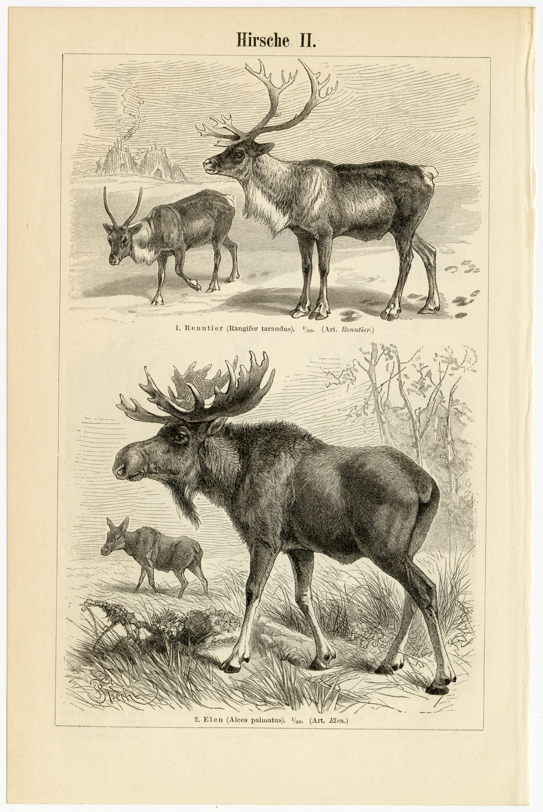 Hirsche I - II ca 1895 historische Bildtafel Holzstich
