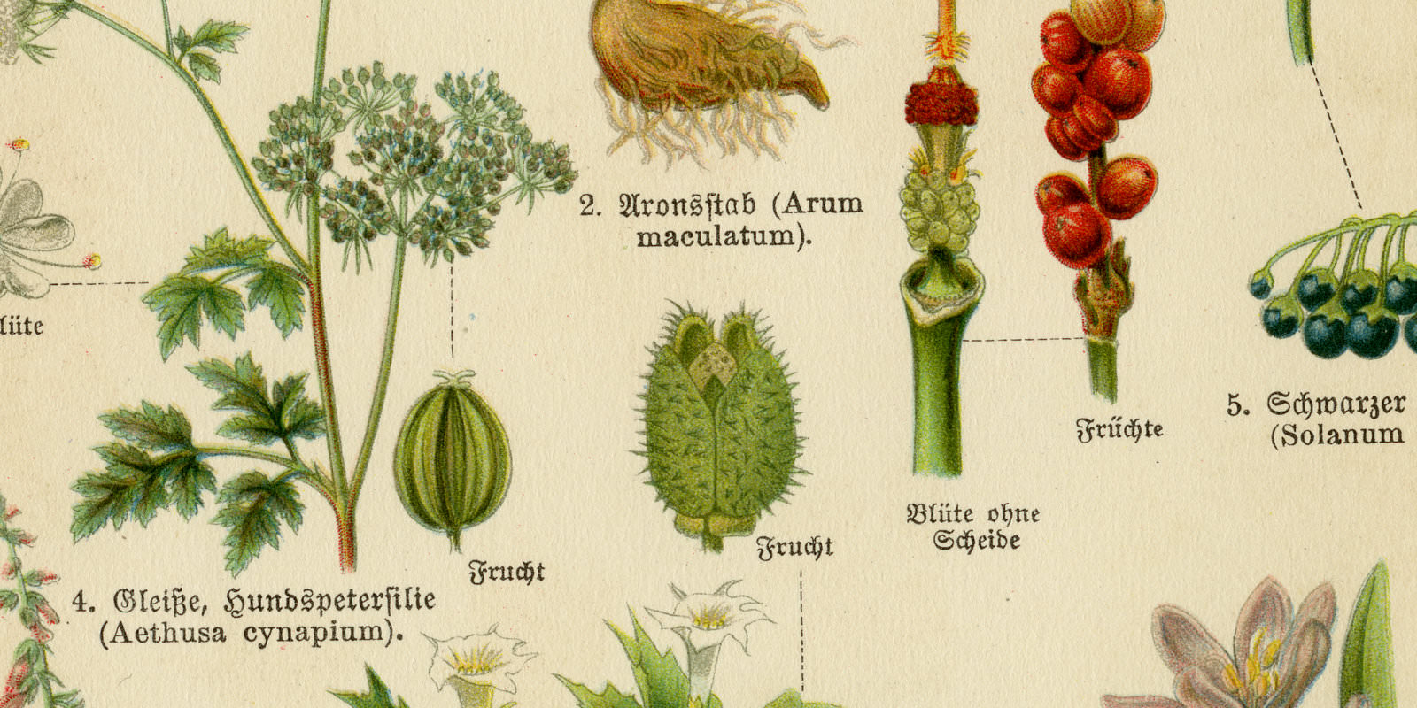 Giftpflanzen I ca 1926 historische Bildtafel Chromotypie