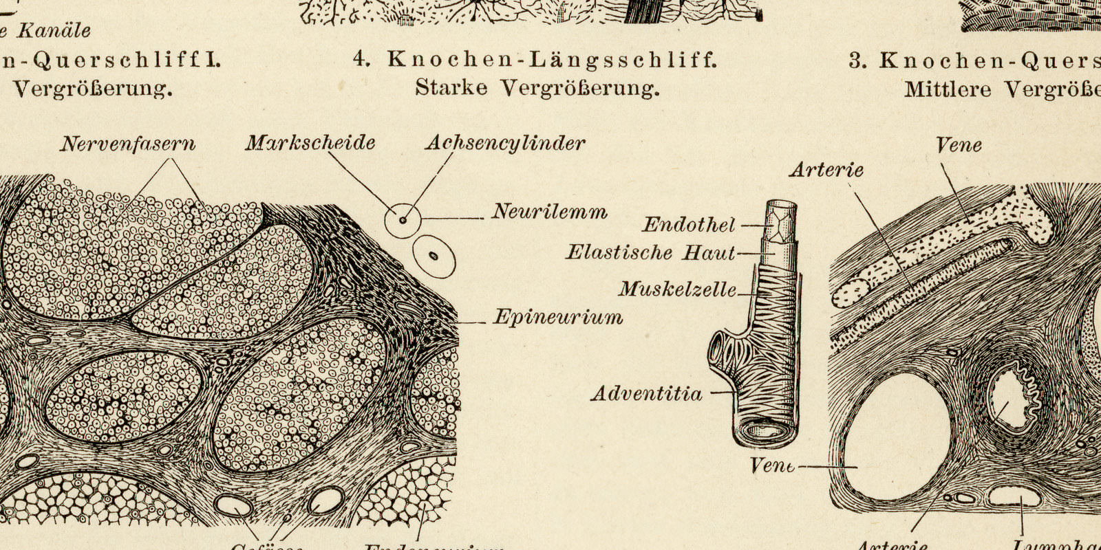 Gewebe des Menschen ca 1894 historische Bildtafel Holzstich