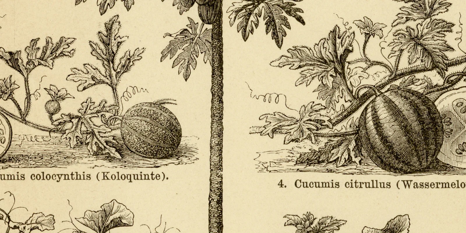 Cucurbitaceen ca 1883 historische Grafik Holzstich