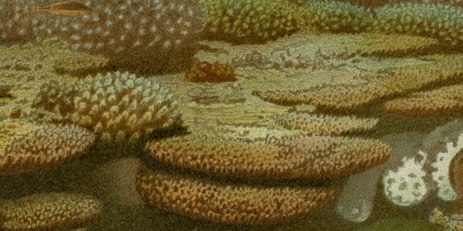 Lebende Riffkorallen ca 1895 historische Bildtafel Chromolithographie