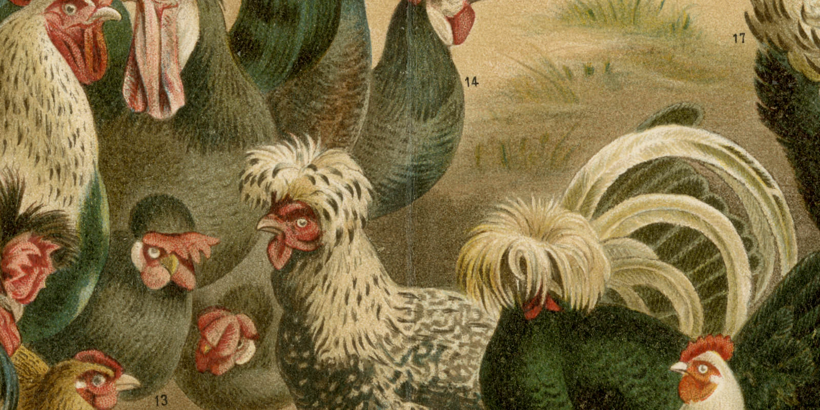 Hühner ca 1895 historische Bildtafel Chromolithographie