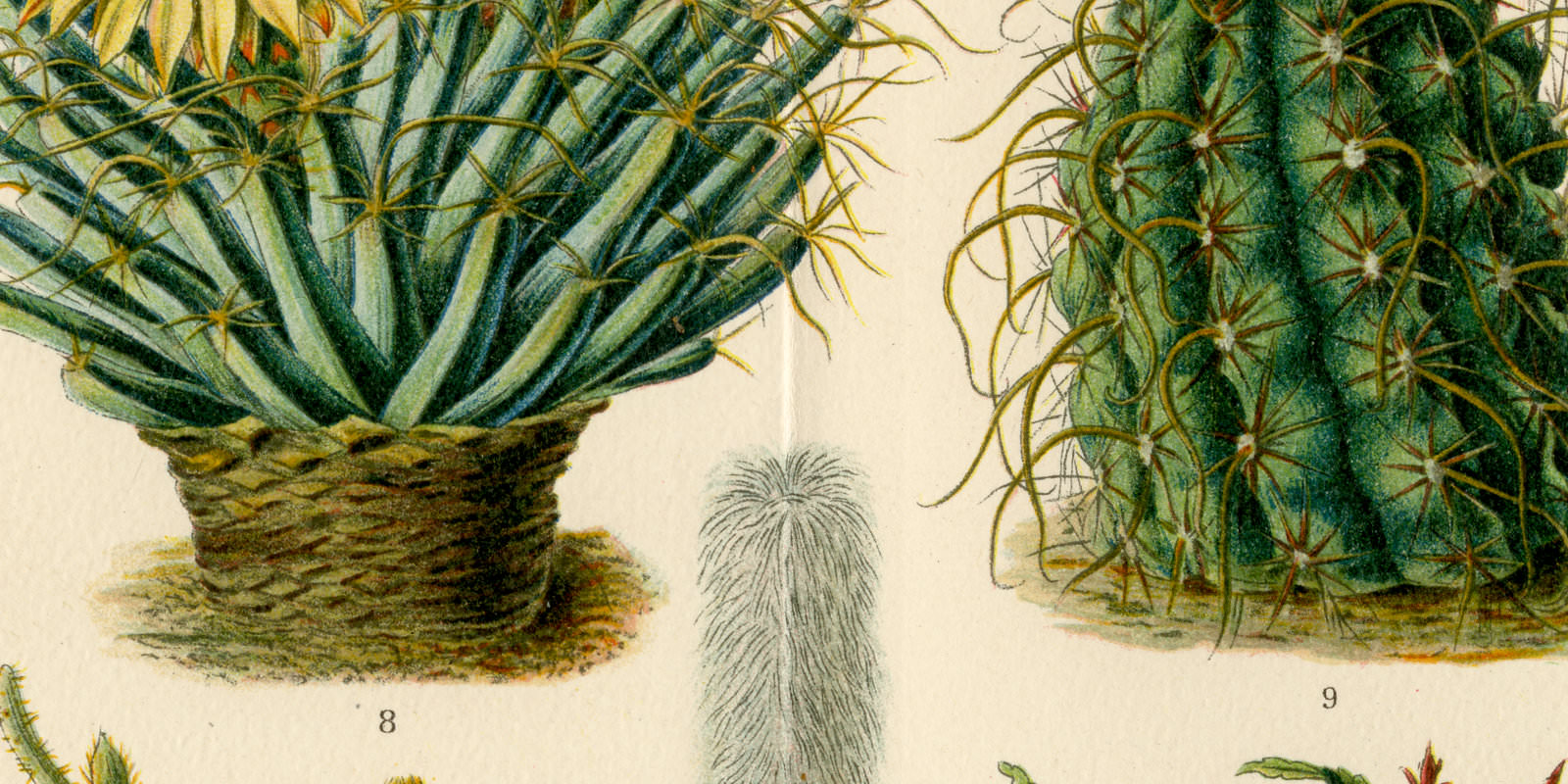Kakteen ca 1900 historische Bildtafel Chromolithographie