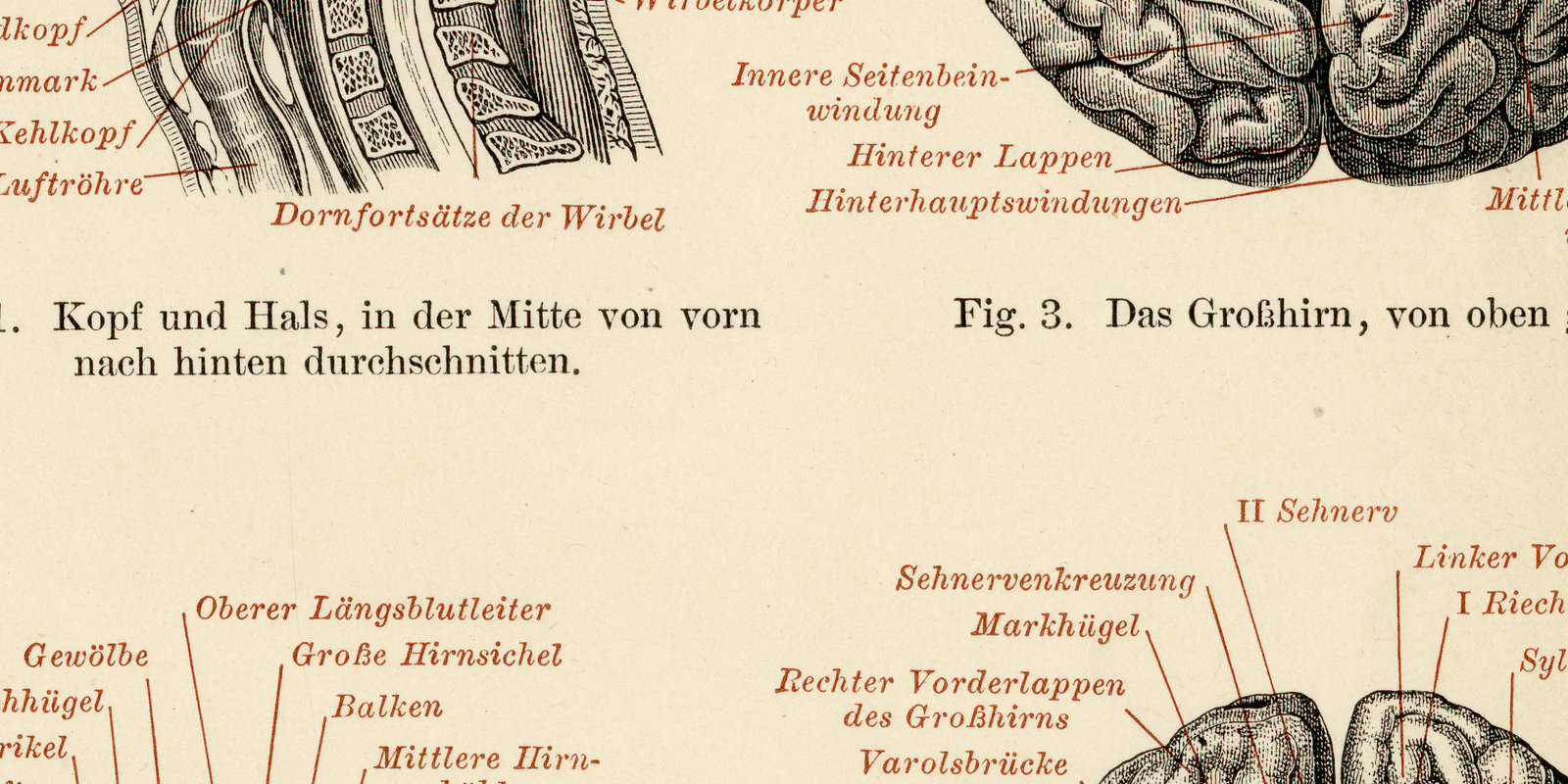Gehirn des Menschen ca 1894 historische Bildtafel Holzstich