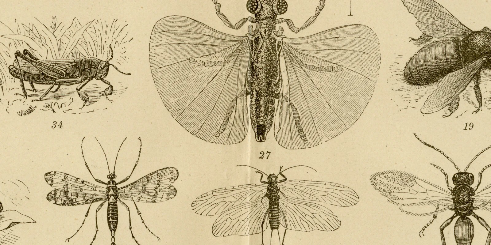 Insekten IV ca 1884 historische Grafik Holzstich