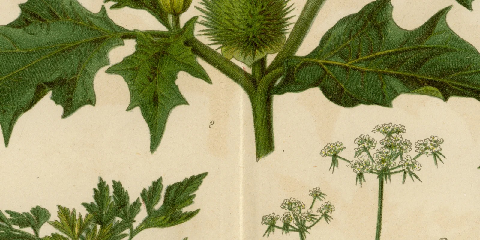Giftpflanzen II ca 1884 historische Grafik Chromolithographie