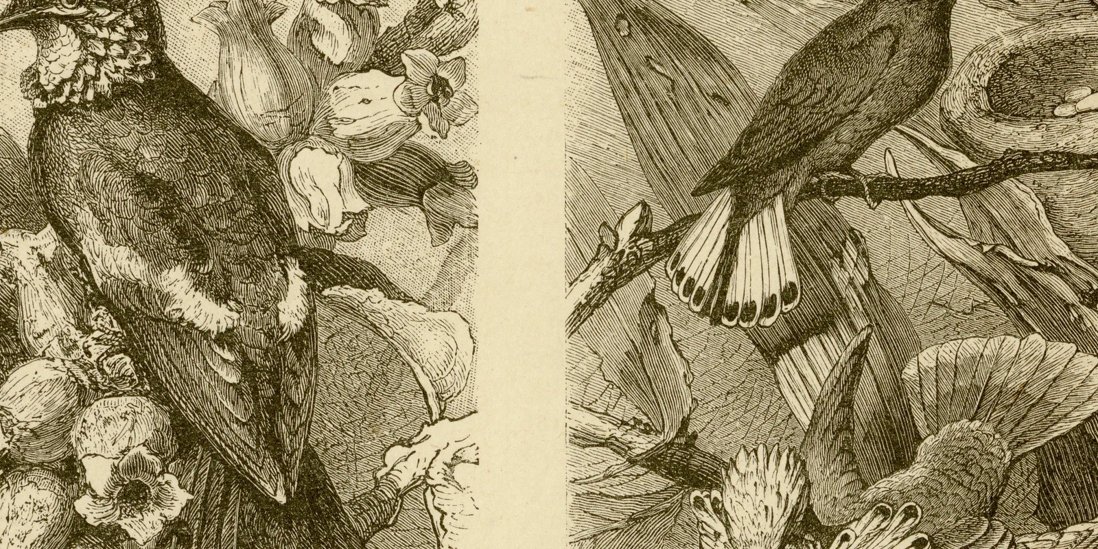Kolibris ca 1885 historische Grafik Holzstich