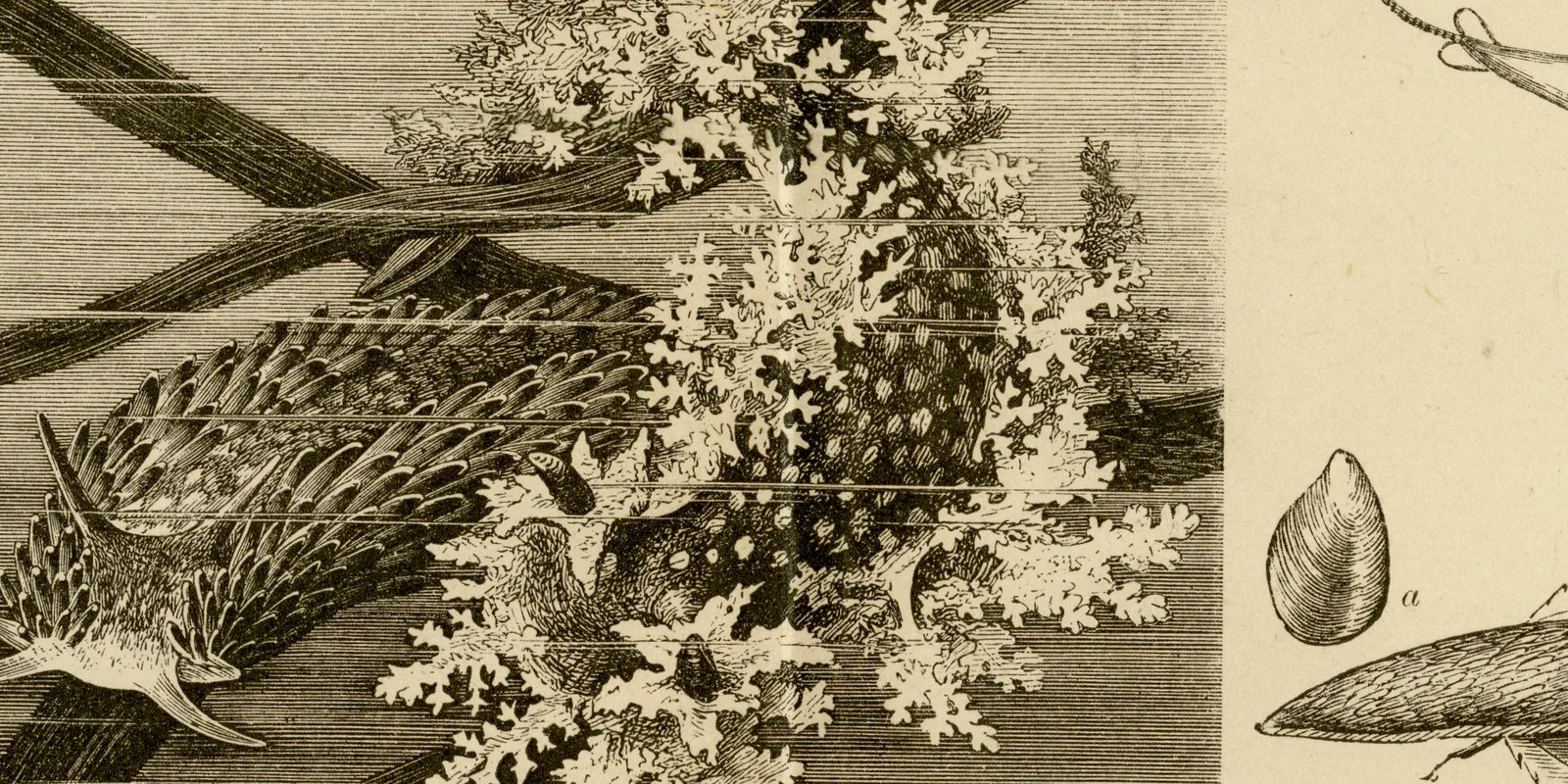 Mollusken ca 1885 historische Grafik Holzstich