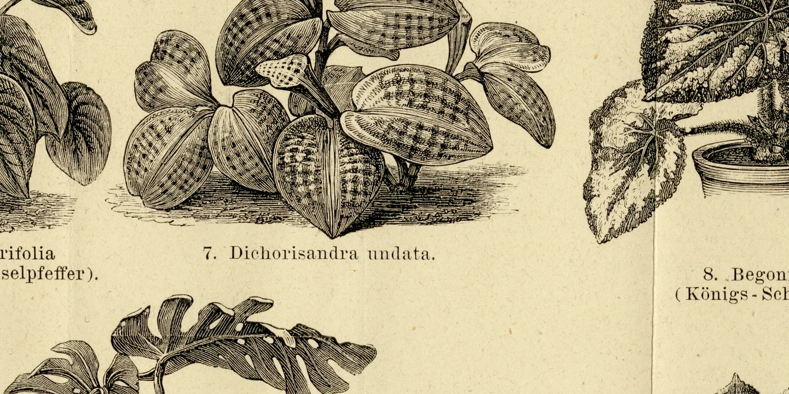 Blattpflanzen ca 1882 historische Grafik Holzstich