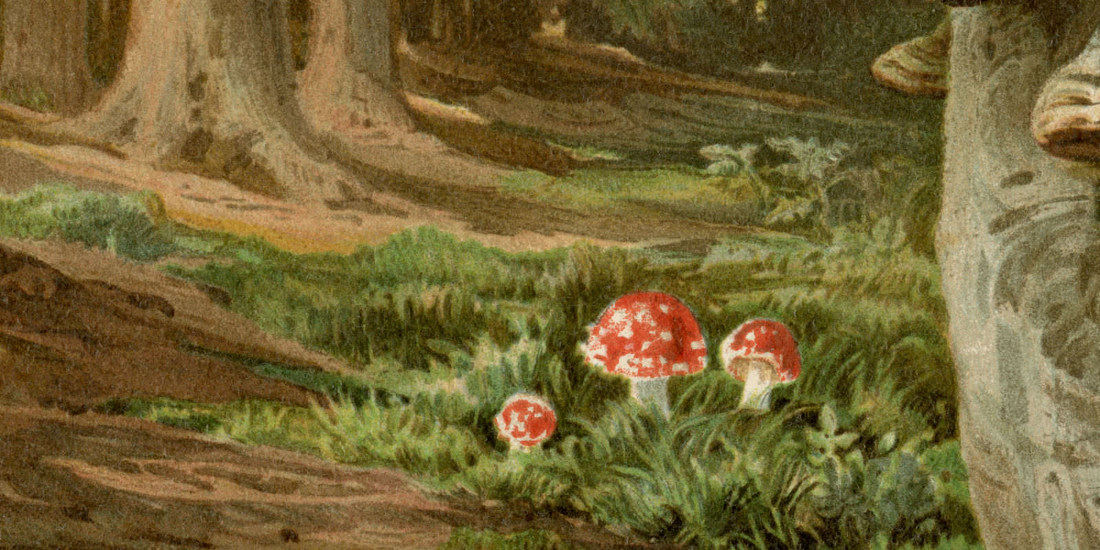 Blätter und Röhrenschwämme historischer Druck Chromolithographie ca 1891