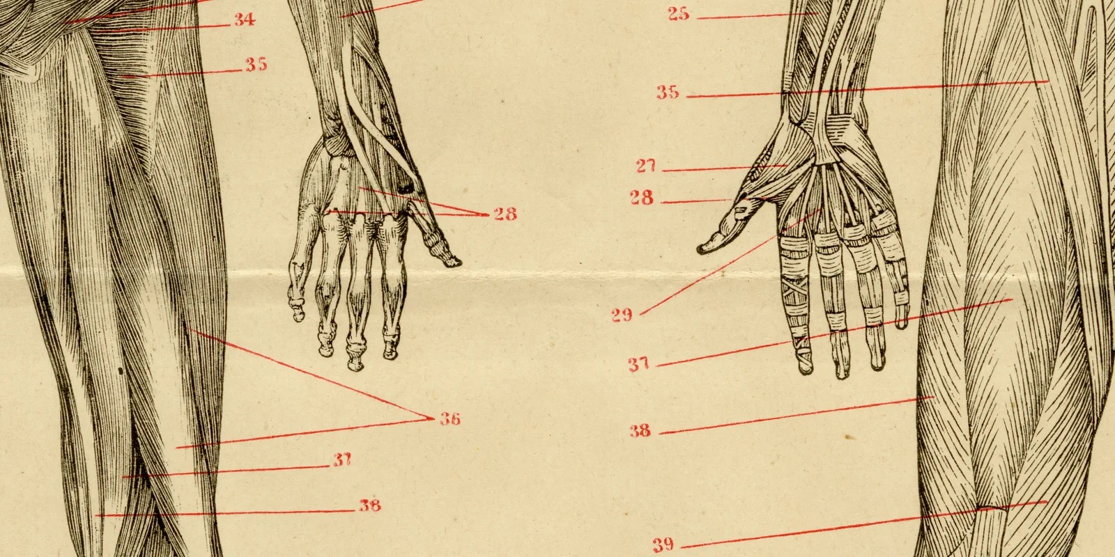 Muskeln des Menschen ca 1885 historische Grafik Holzstich