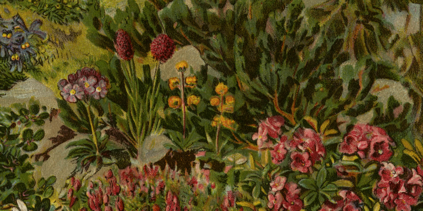 Alpenpflanzen ca 1924 historische Bildtafel Chromotypie