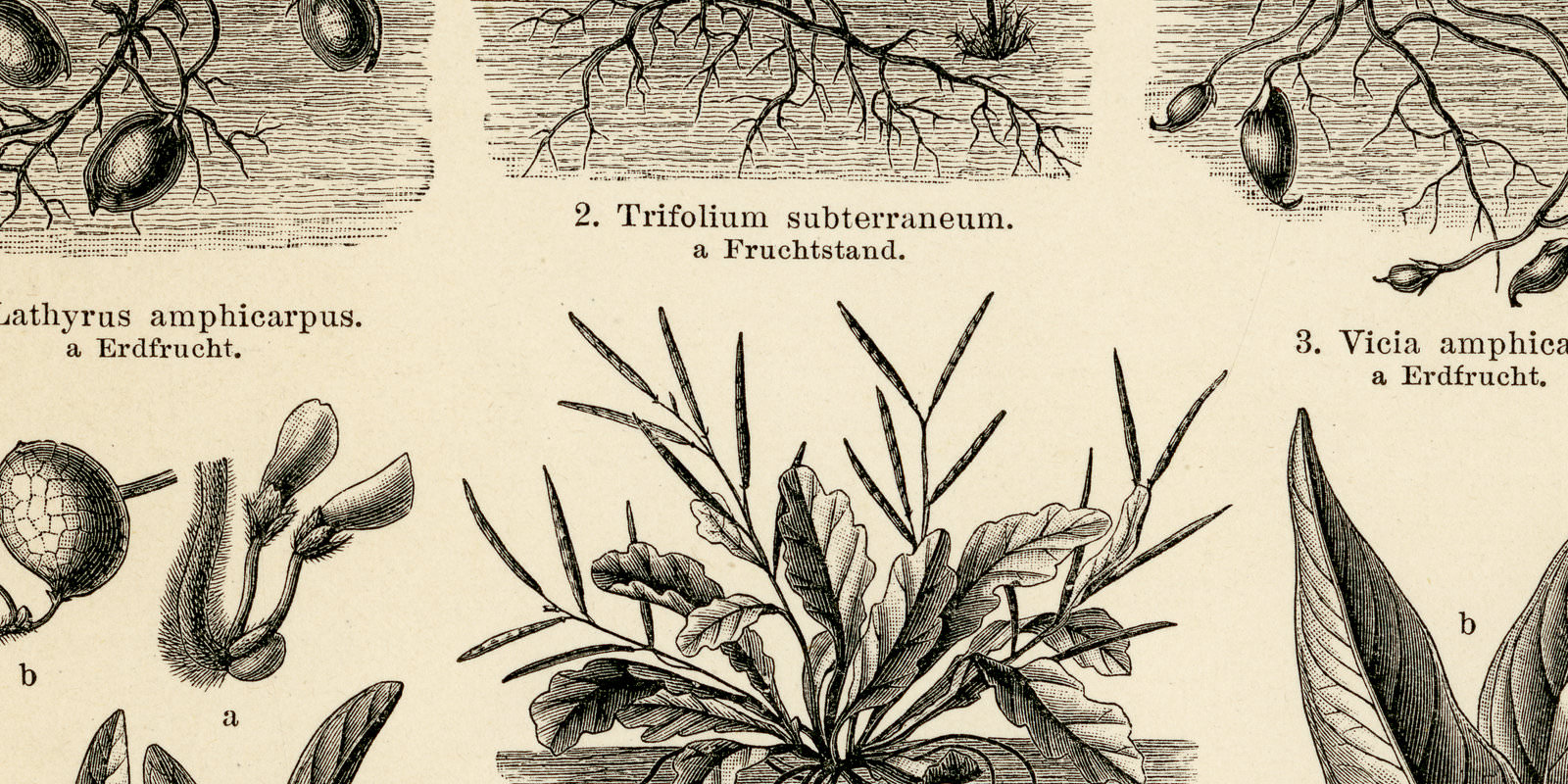 Erdfrüchtler ca 1900 historische Bildtafel Holzstich