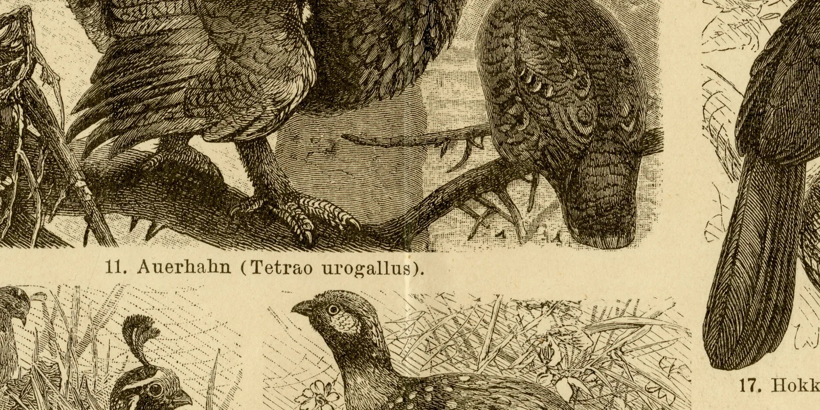 Hühnervögel ca 1884 historische Grafik Holzstich