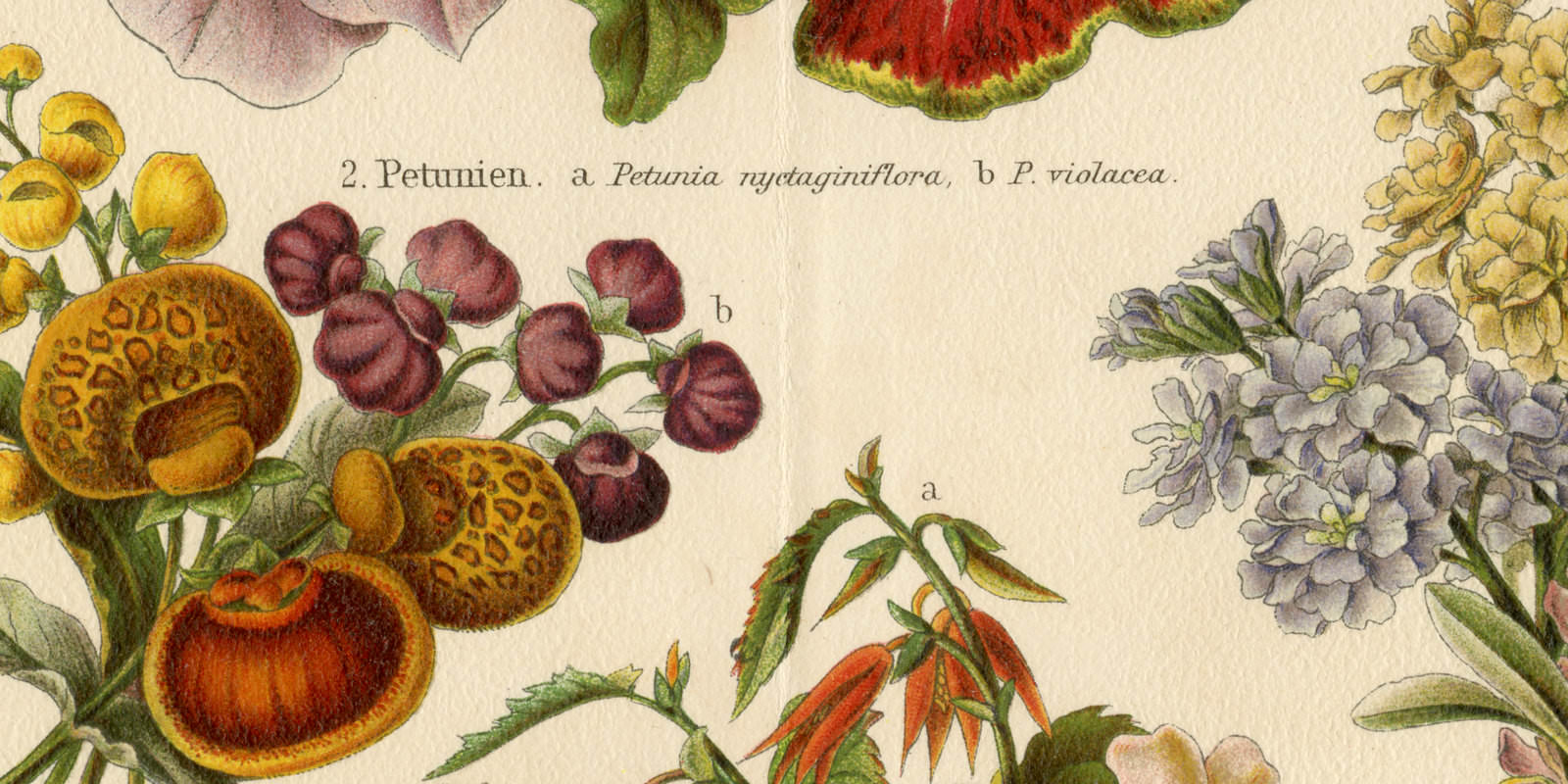Entstehung der Gartenpflanzen I ca 1901 historische Bildtafel Chromolithographie
