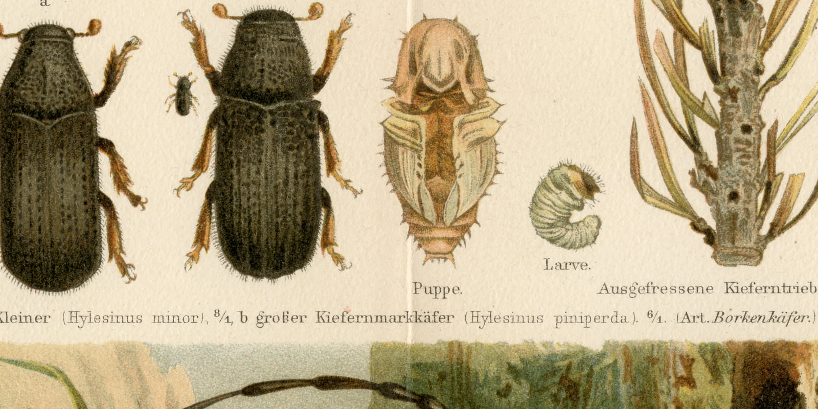 Waldverderber I Käfer ca 1897 historische Bildtafel Chromolithographie