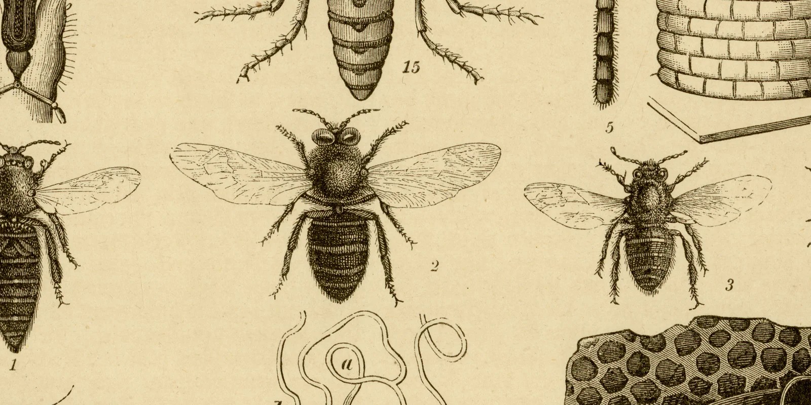 Biene und Bienenzucht ca 1882 historische Grafik Holzstich