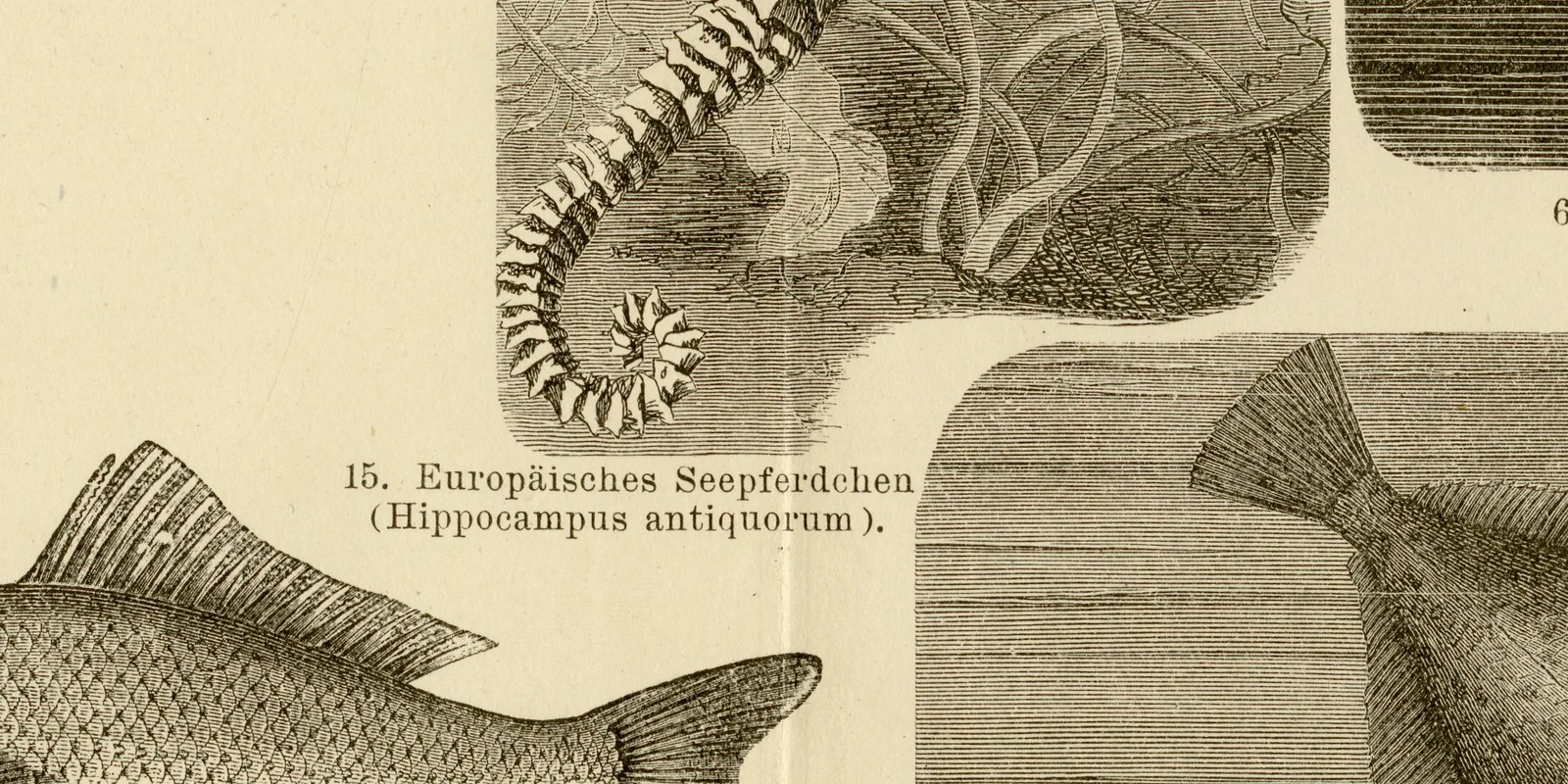 Fische II ca 1883 historische Grafik Holzstich