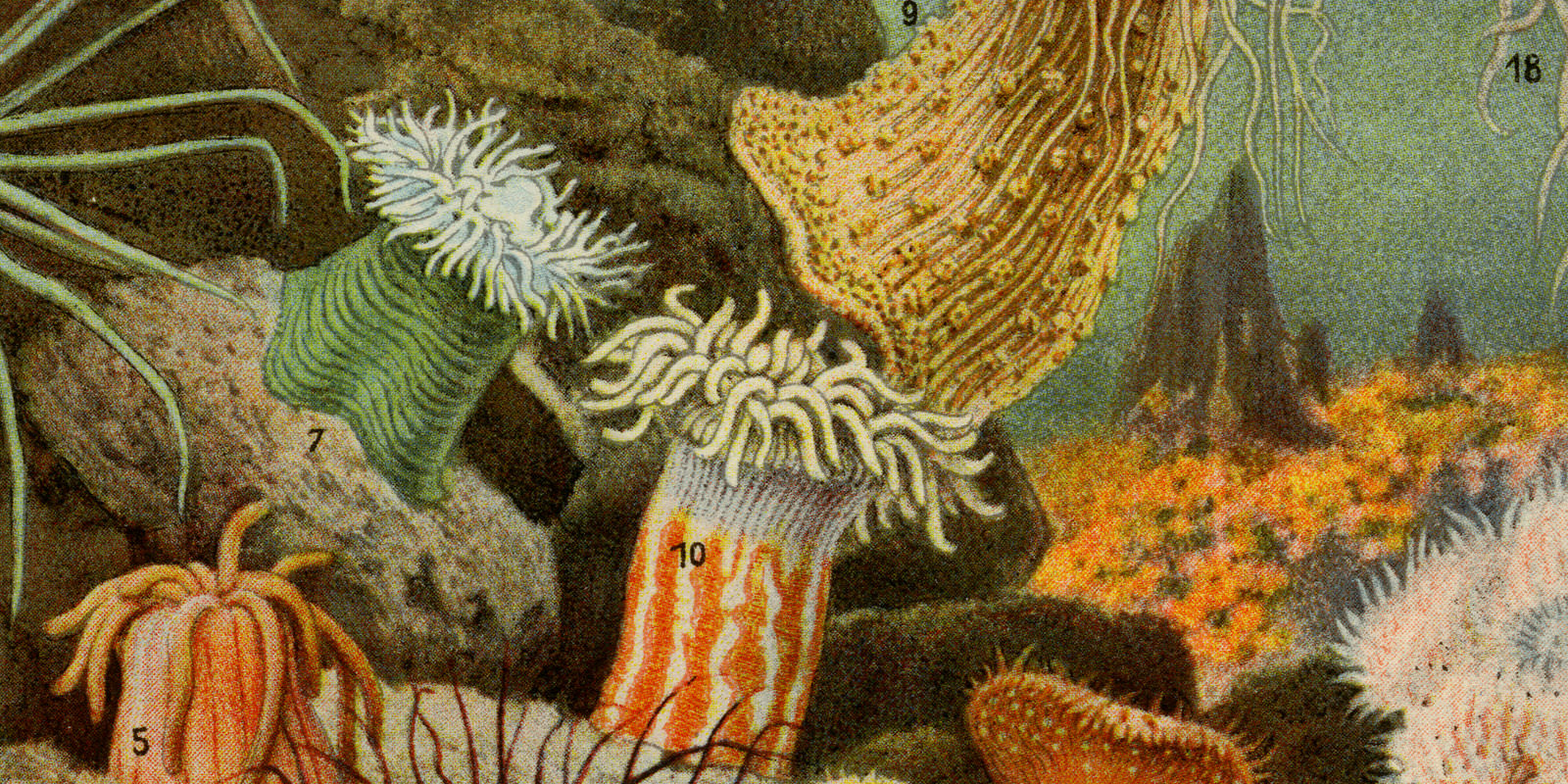 Seeanemonen ca 1929 historische Bildtafel Chromotypie