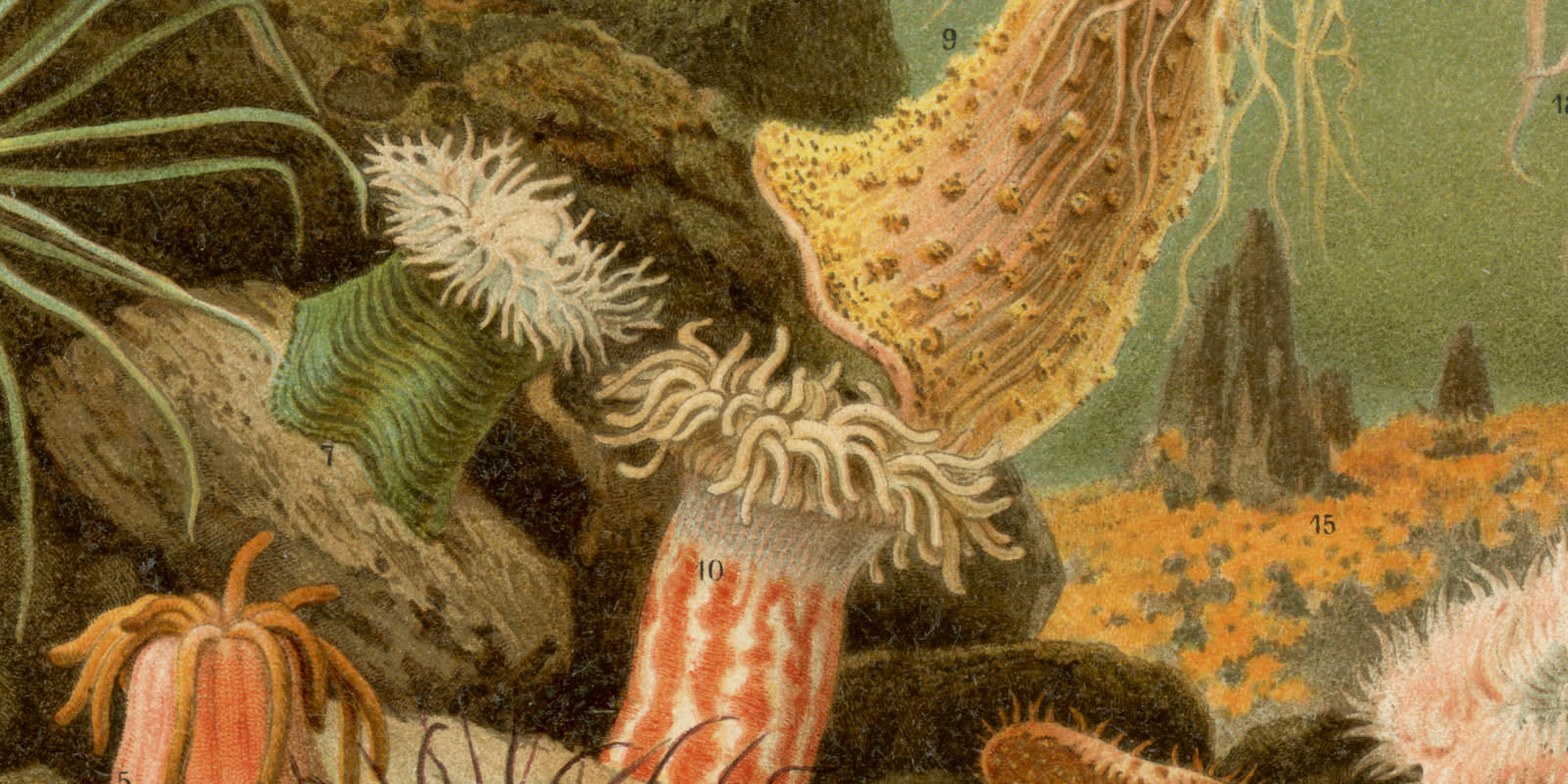 Seeanemonen ca 1897 historische Bildtafel Chromolithographie