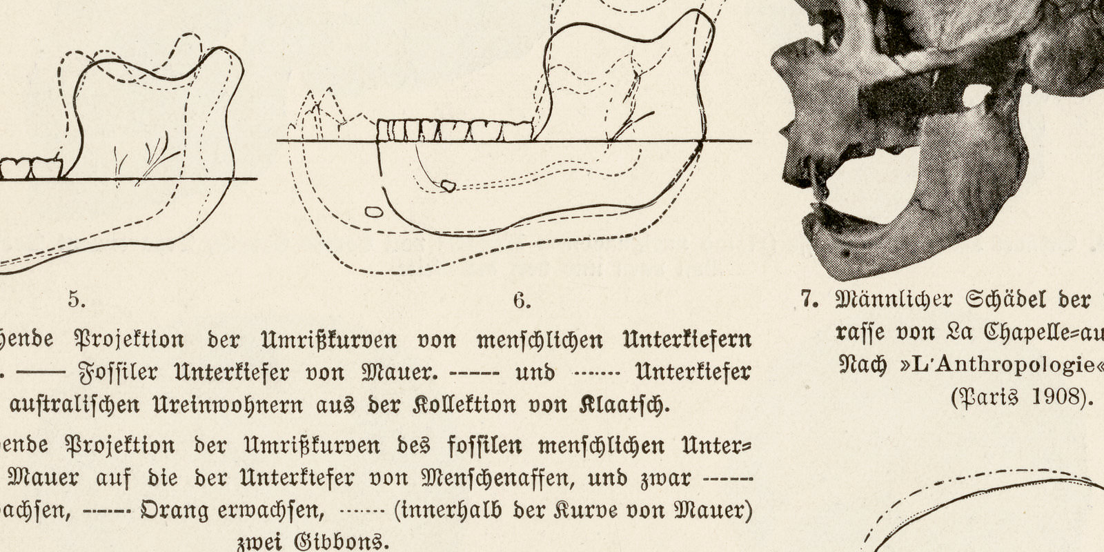Vorgeschichtliche Schädel ca 1928 historische Bildtafel Autotypie