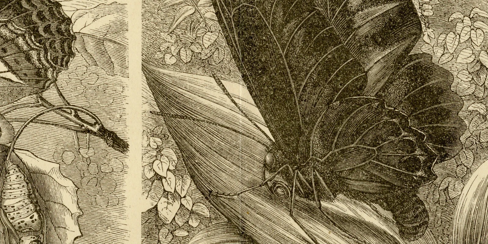 Insekten II ca 1884 historische Grafik Holzstich