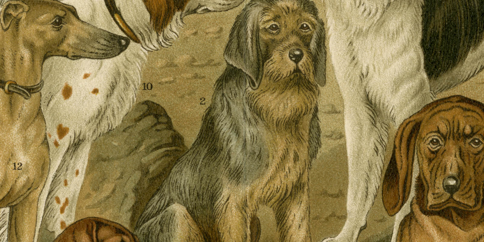Hunde II ca 1895 historische Bildtafel Chromolithographie