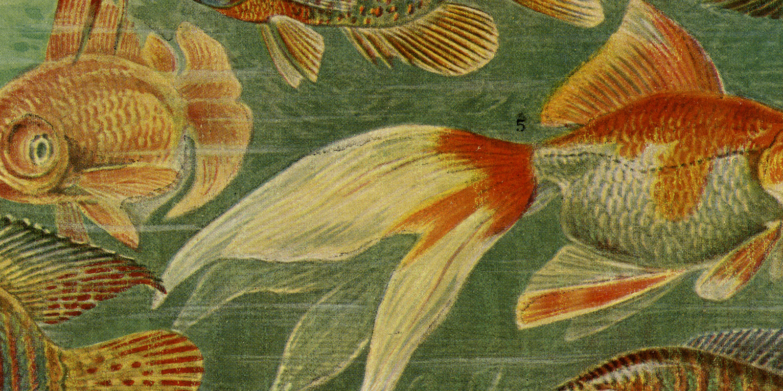 Aquariumfische ca 1924 historische Bildtafel Chromotypie
