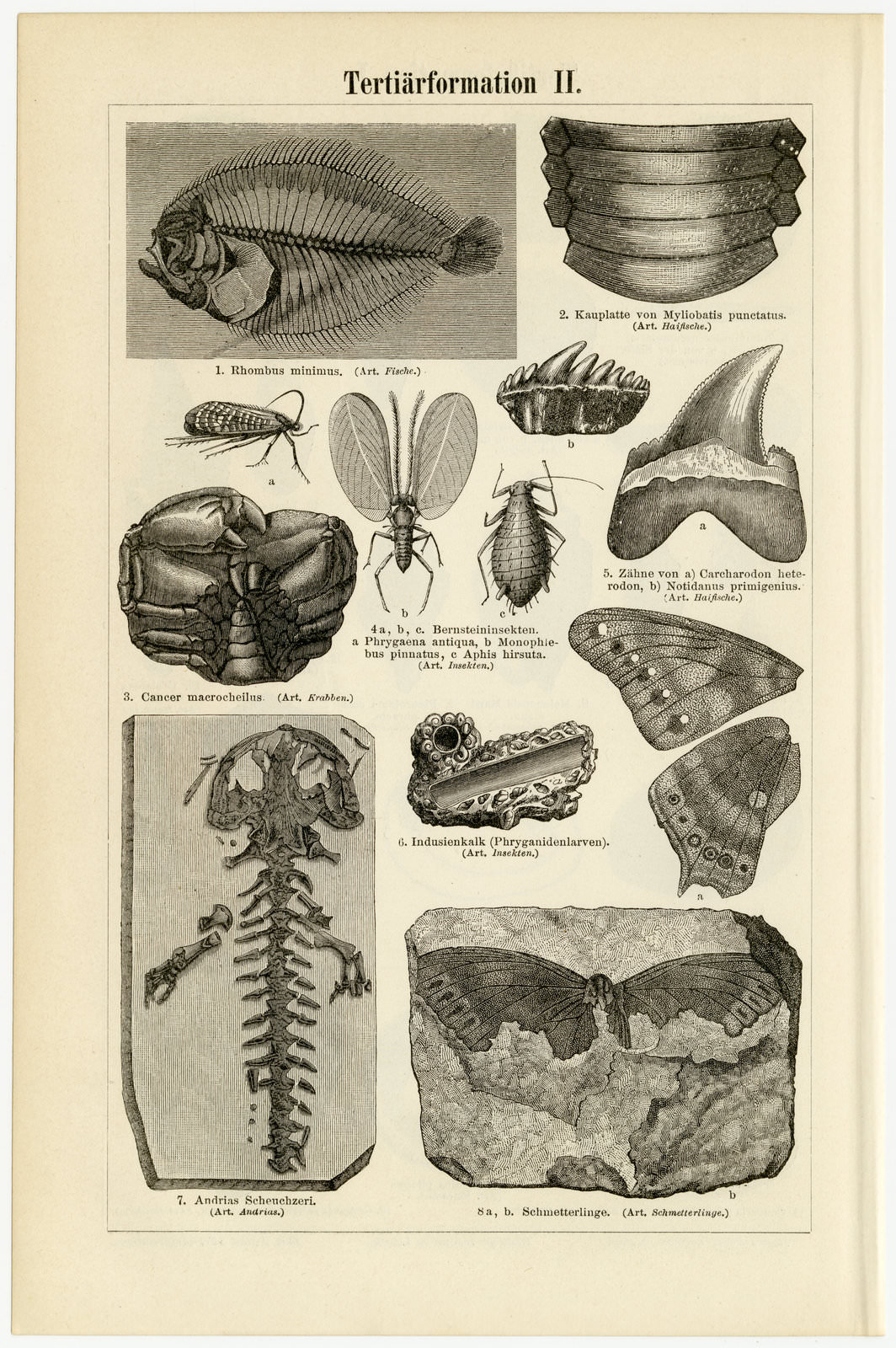 Tertiärformationen I - II ca 1897 historische Bildtafel Holzstich