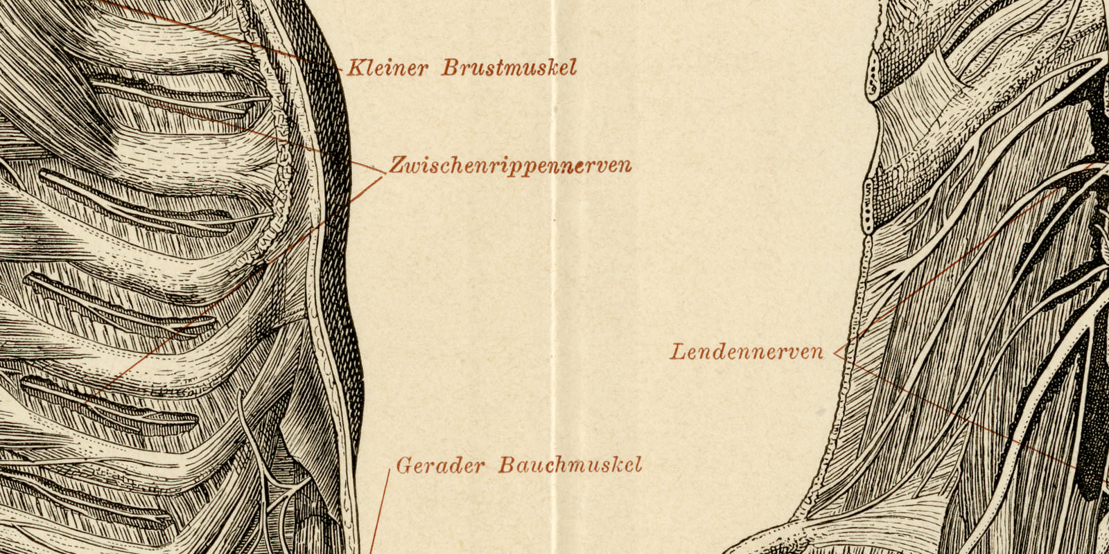 Nerven des Menschen II ca 1896 historische Bildtafel Holzstich