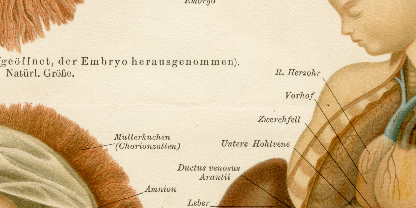 Entwicklung des Menschen ca 1893 historische Bildtafel Chromolithographie
