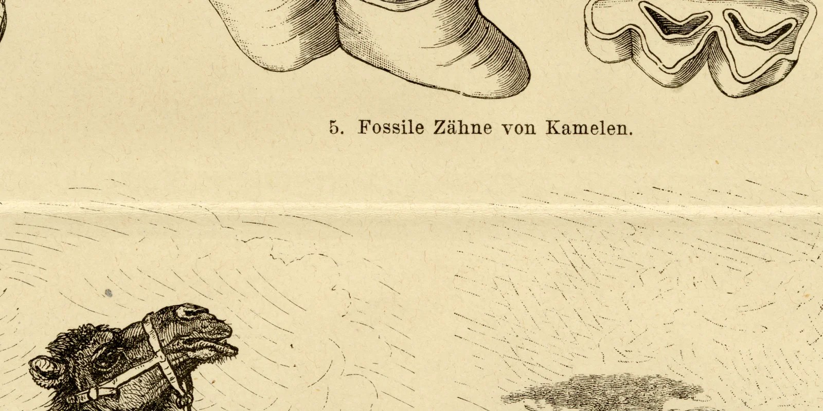 Kamele und Kamelopardaliden ca 1885 historische Grafik Holzstich