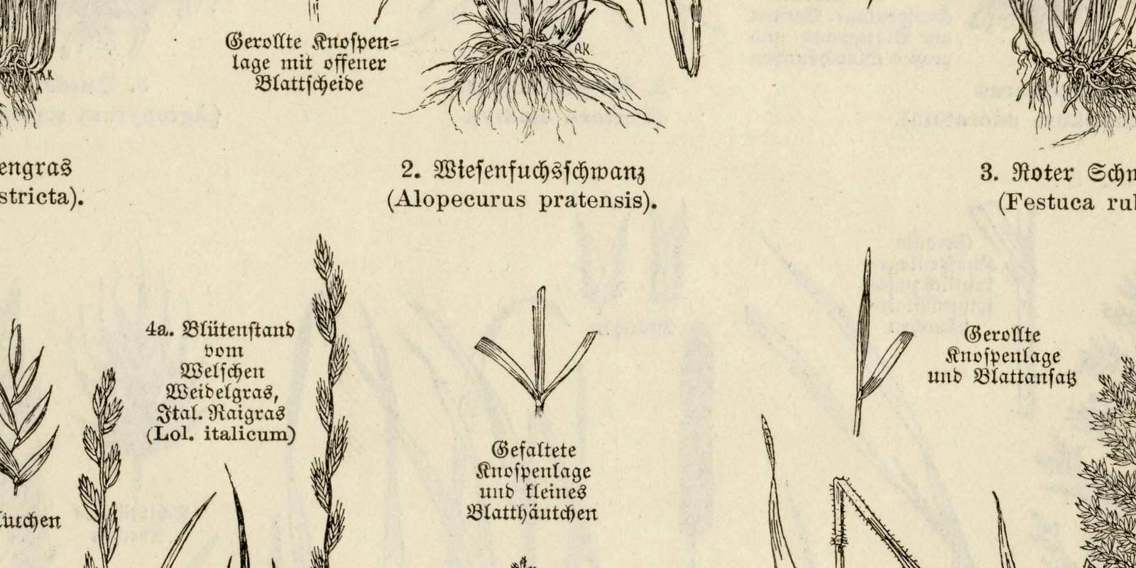 Gräser I - II ca 1926 historische Bildtafel Holzstich