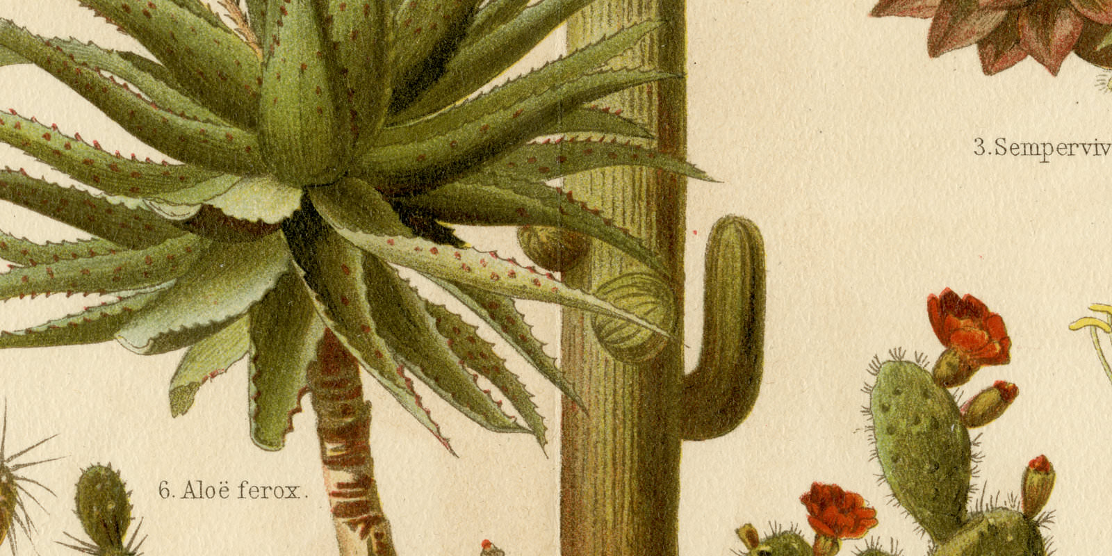 Kakteen Fettpflanzen ca 1895 historische Bildtafel Chromolithographie