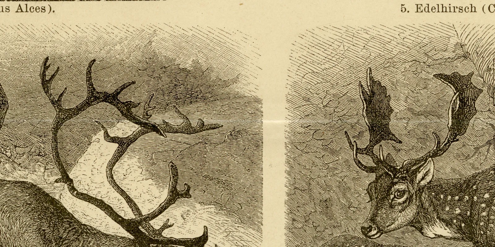 Hirsche ca 1884 historische Grafik Holzstich