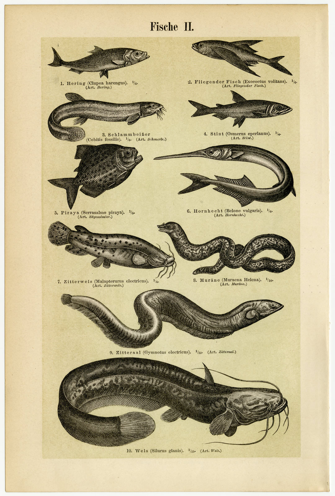 Fische I - II ca 1894 historische Bildtafel Holzstich