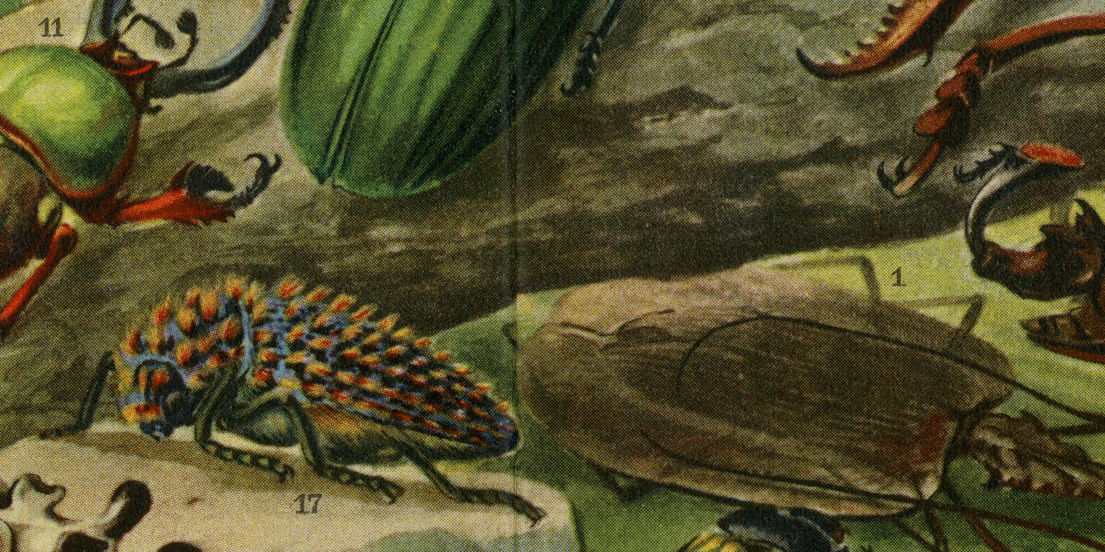 Käfer II Exotische Käfer ca 1927 historische Bildtafel Chromotypie
