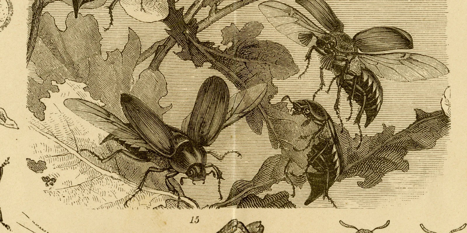Schädliche Insekten ca 1884 historische Grafik Holzstich