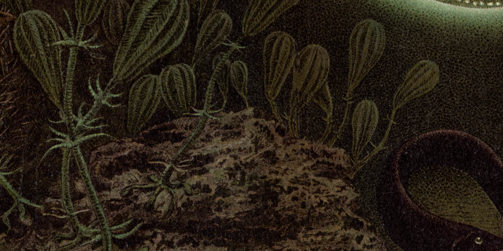 Tiefseefauna ca 1896 historische Bildtafel Chromolithographie