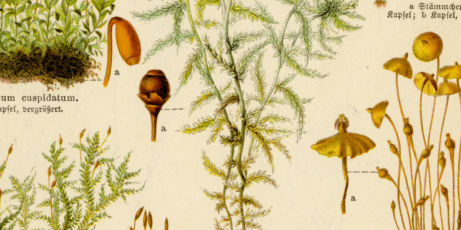 Moose I - II ca 1928 historische Grafik Chromolithographie