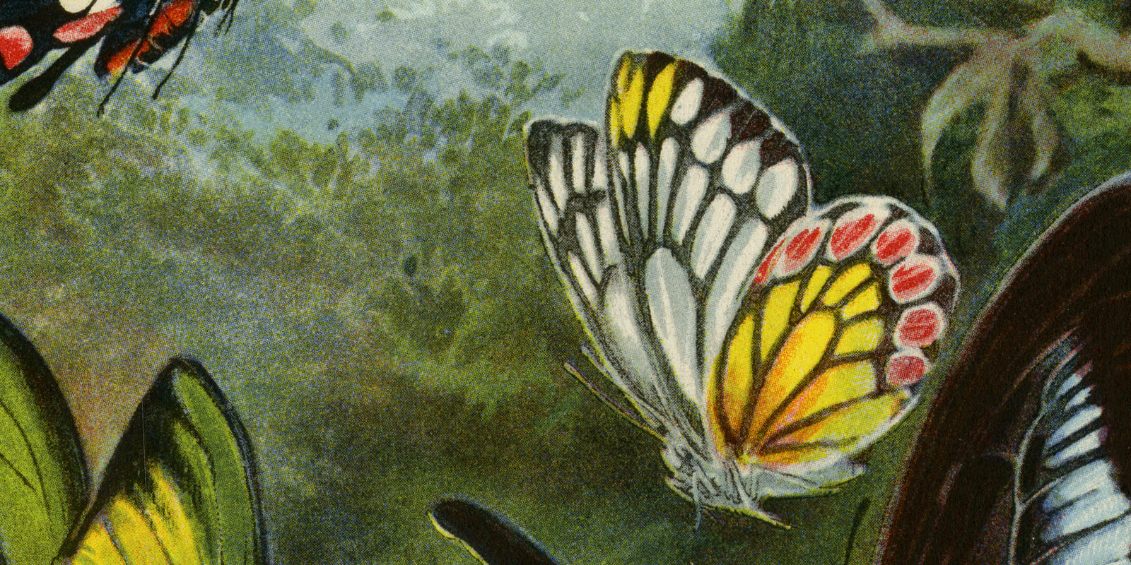 Schmetterlinge II ca 1929 historische Bildtafel Chromotypie