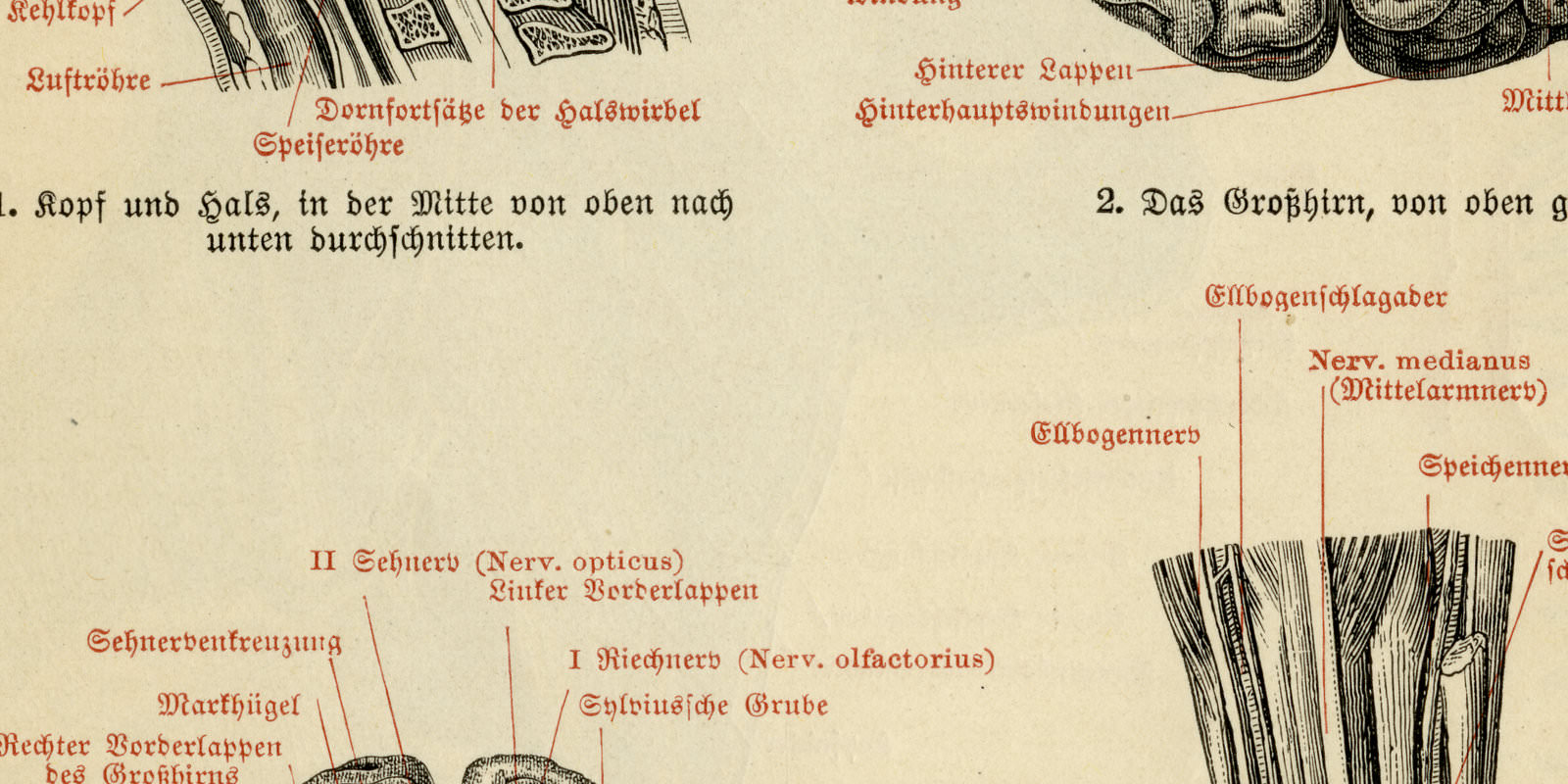Gehirn und Nerven ca 1926 historische Bildtafel Holzstich