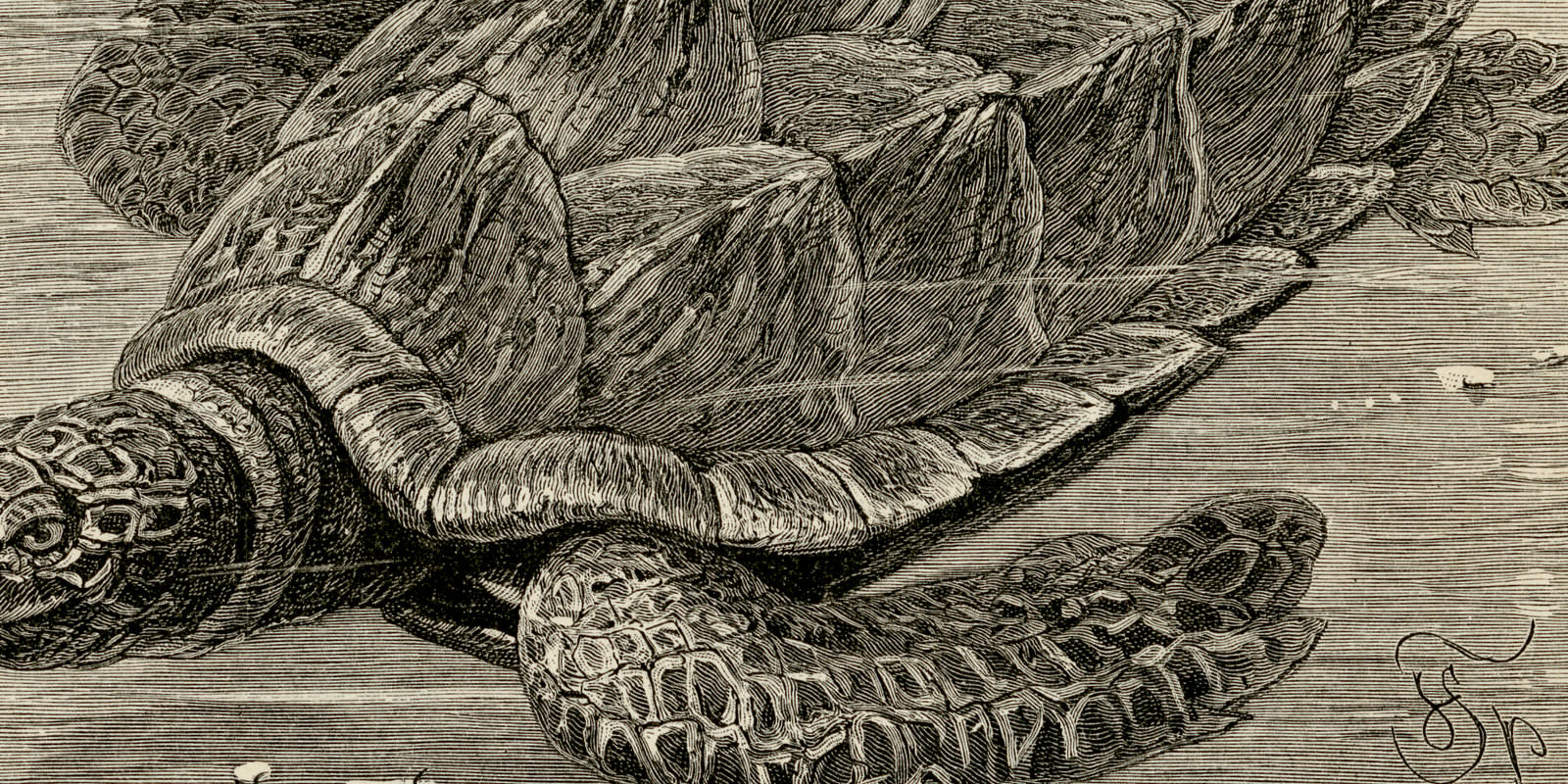 Schildkröten I - II ca 1897 historische Bildtafel Holzstich